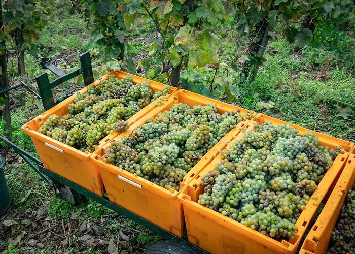 Ferienhaus-am-alten-stadttor * Ediger-Eller